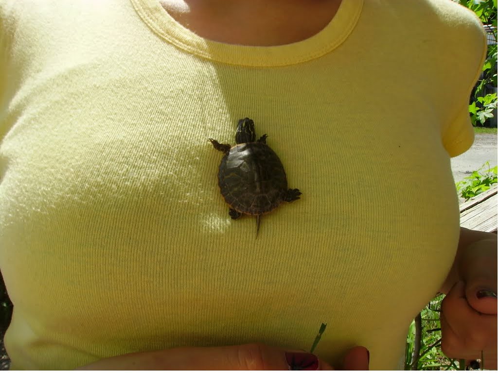 turtle-boobs.jpg