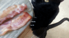 np-black-cat-snags-bacon.gif